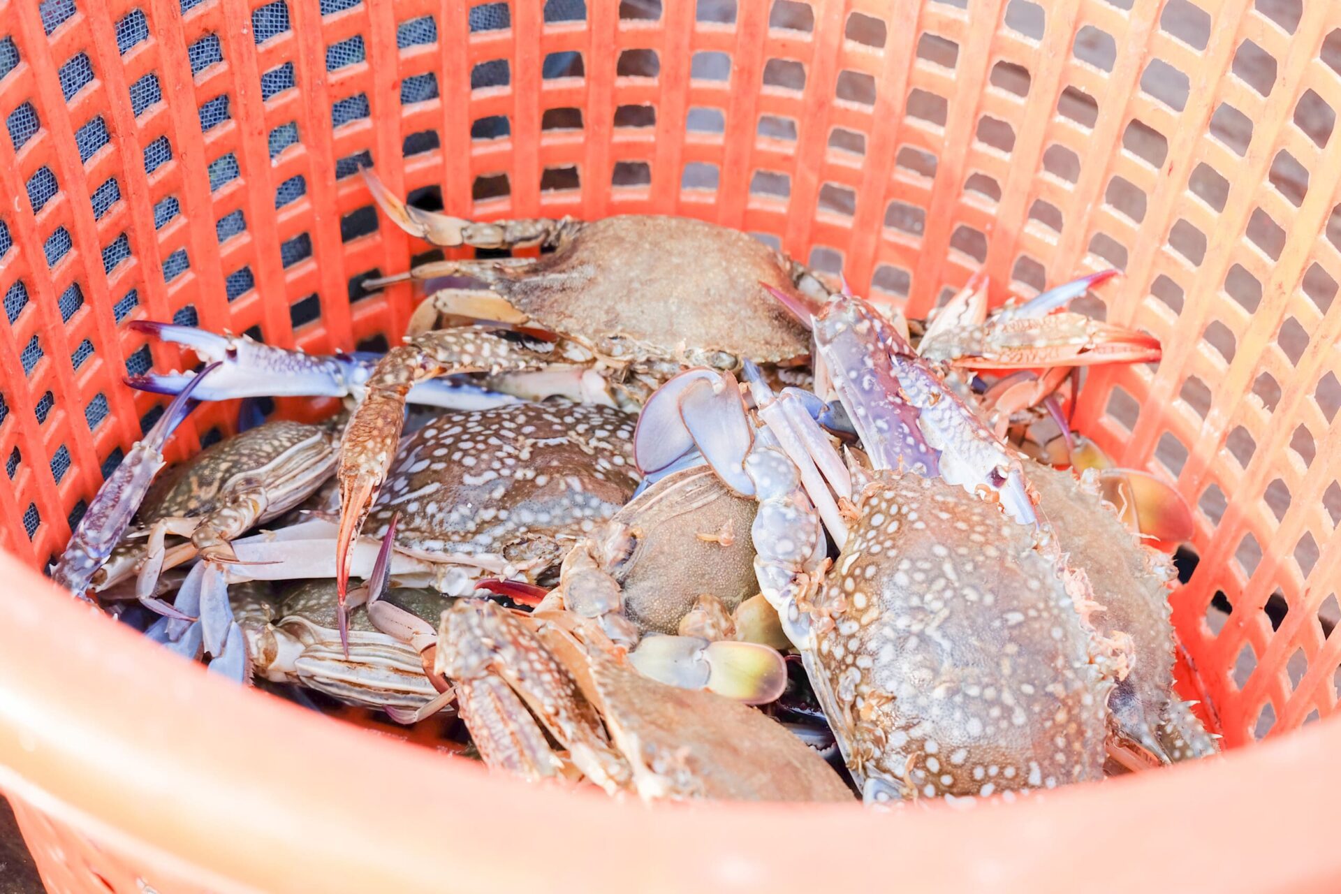 Crabs inside a basket