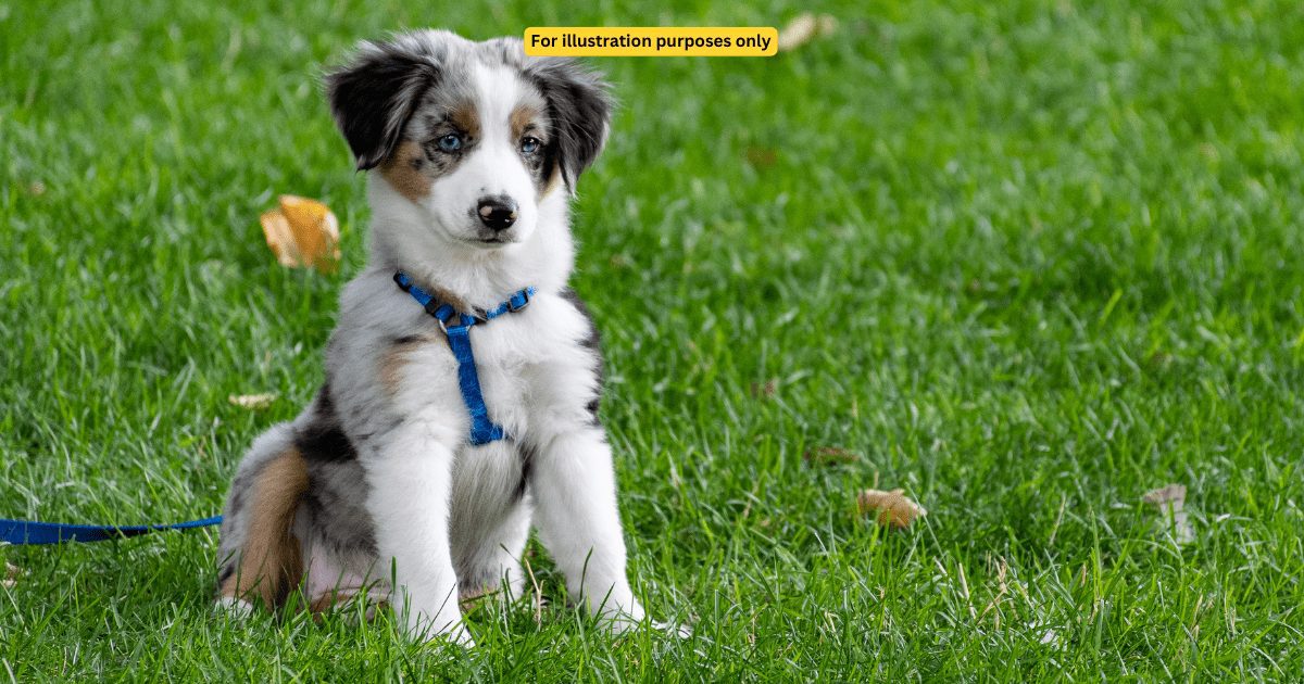CUTE DOG