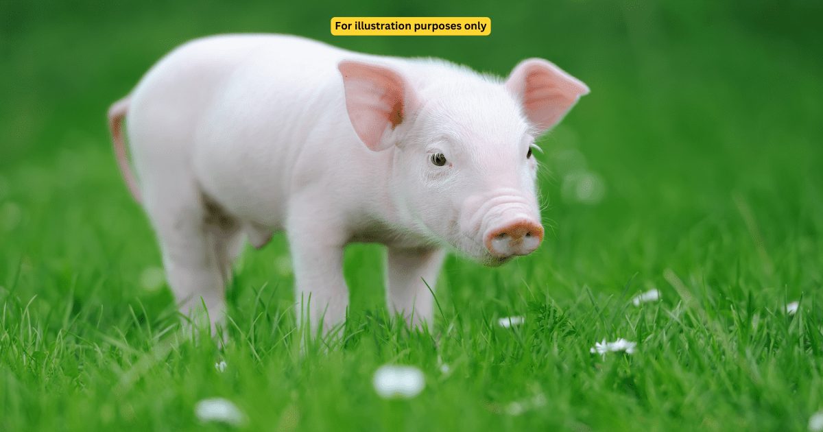 CUTE PIG