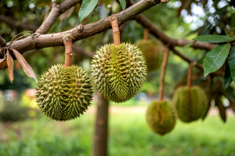 durian tree