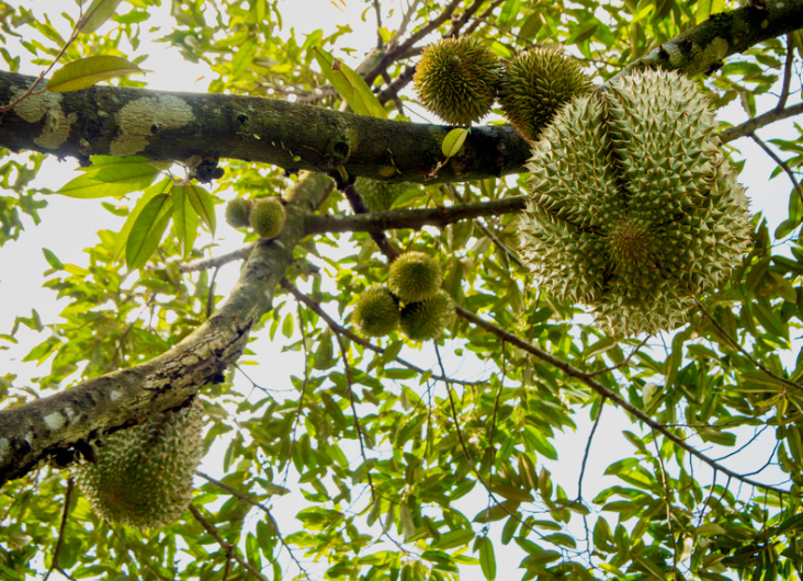 durians on tree
