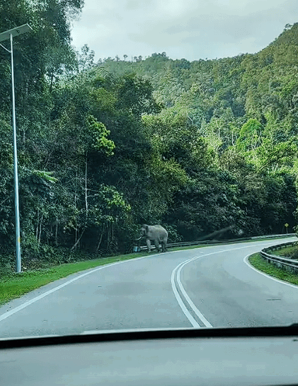 Elephant chase (1)