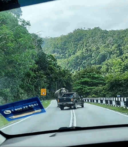 Elephant chase (2)
