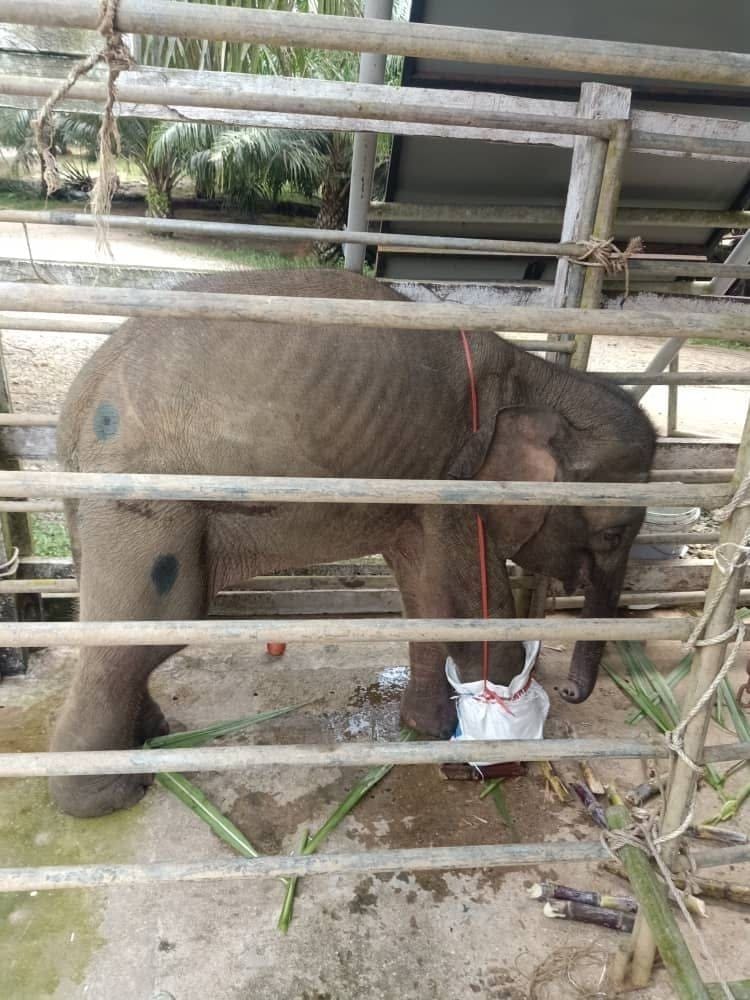 elephant