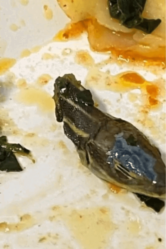 snake head