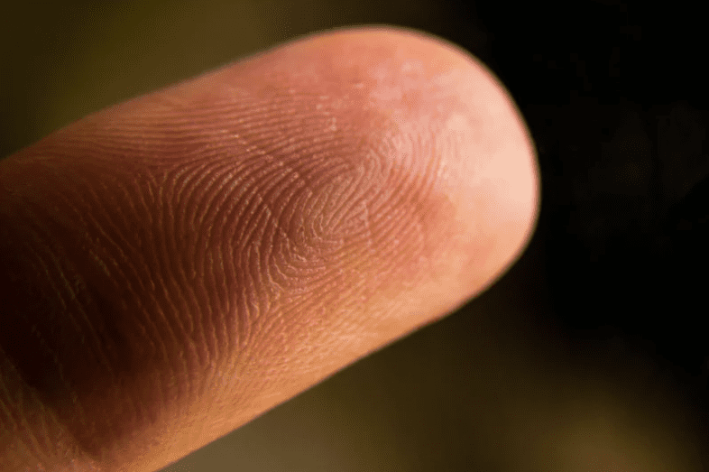 fingertip