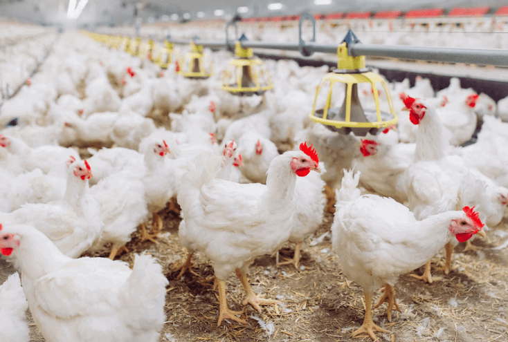 Group of chickens