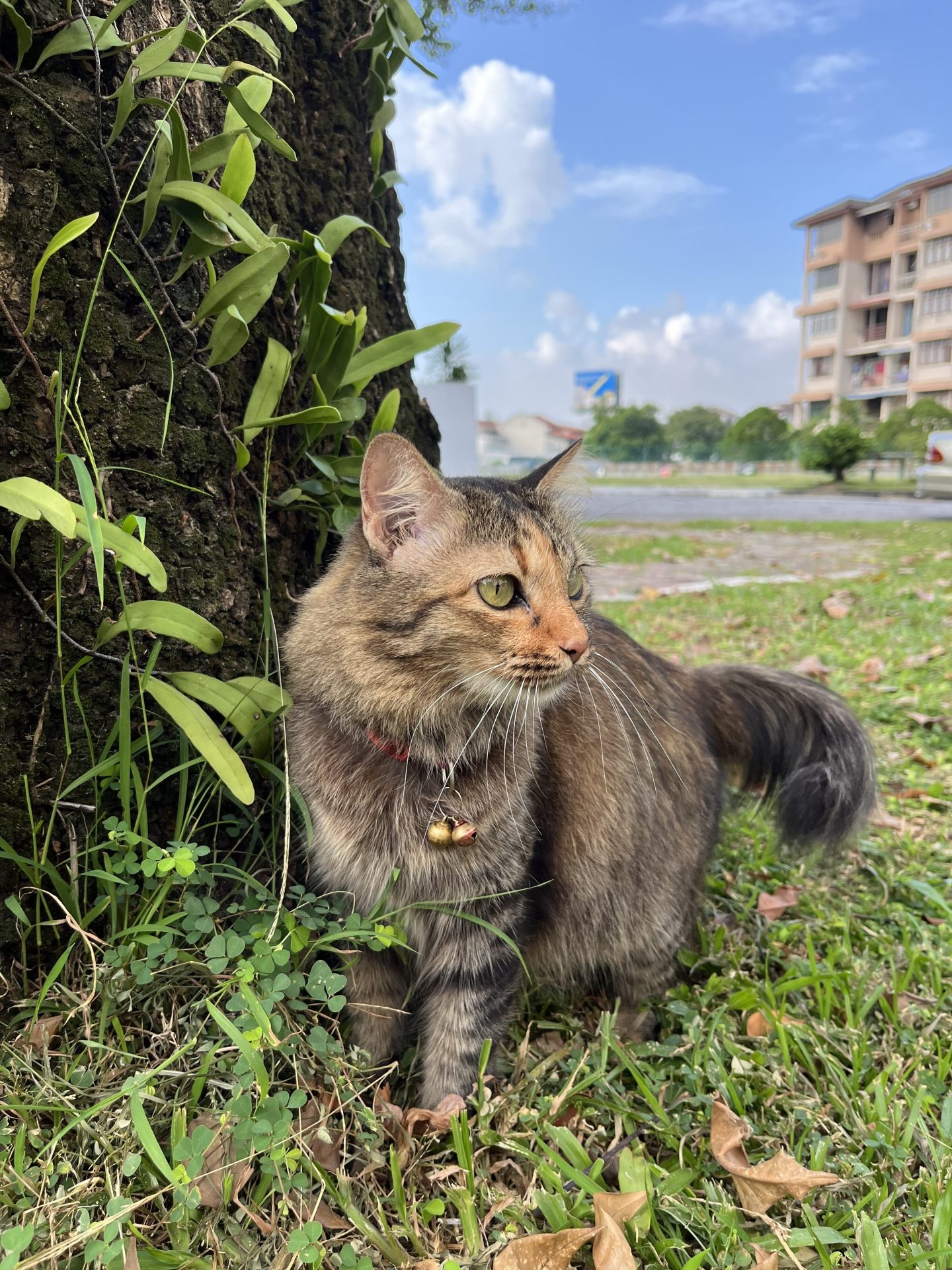 Hershey the cat