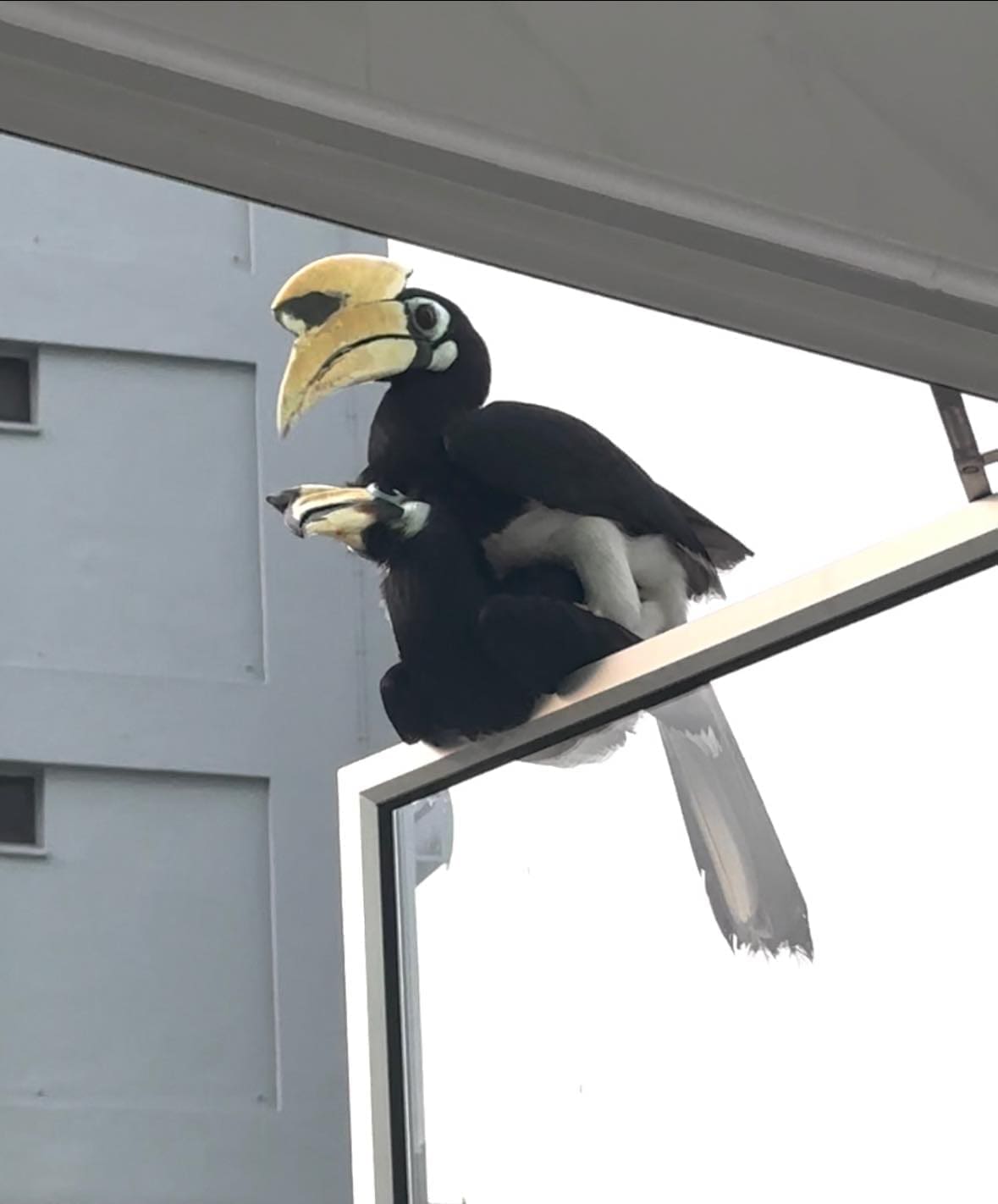 Hornbills mating in Singapore