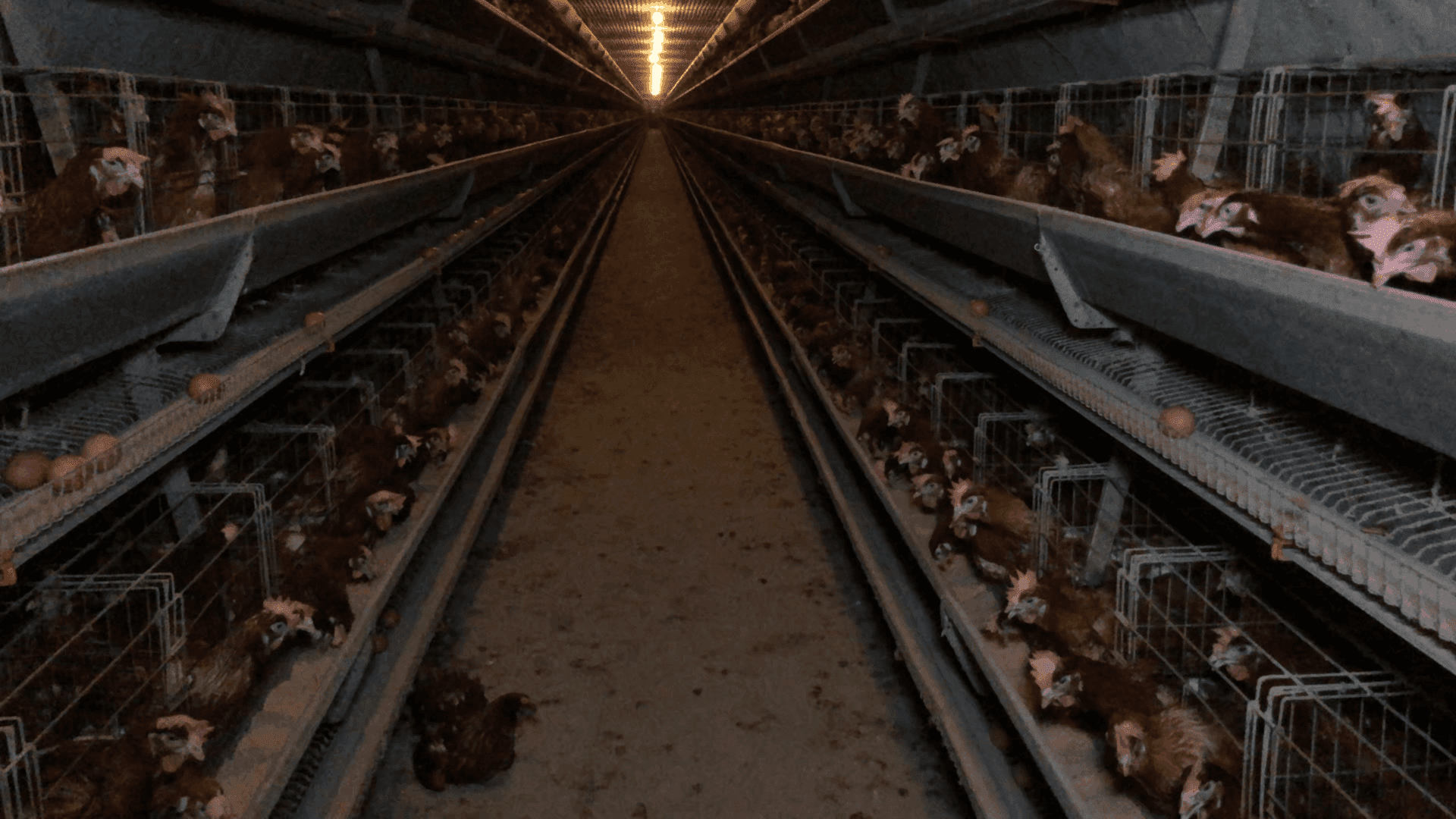 Hundreds of hens caged in a barn