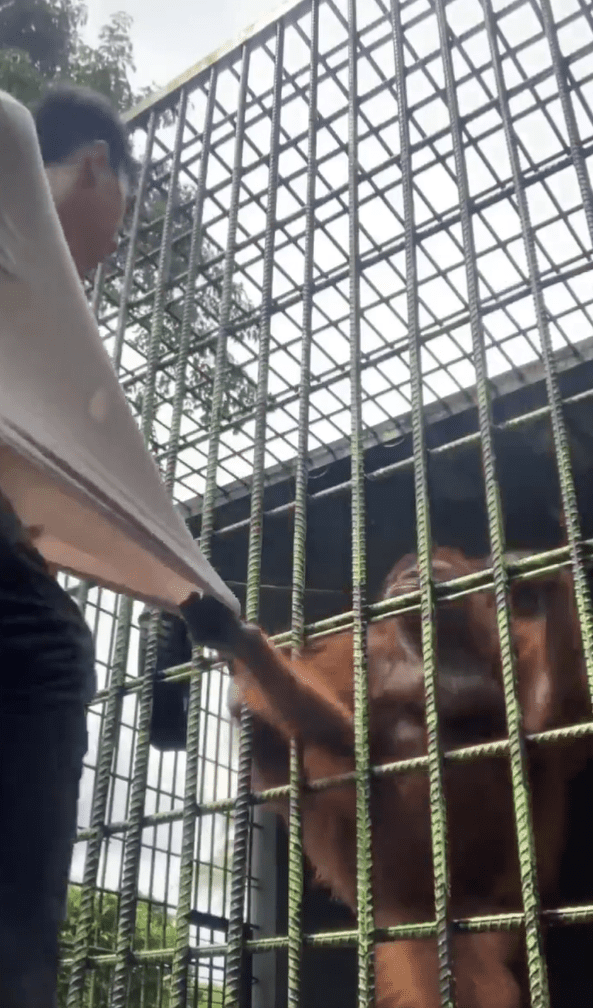 orangutan