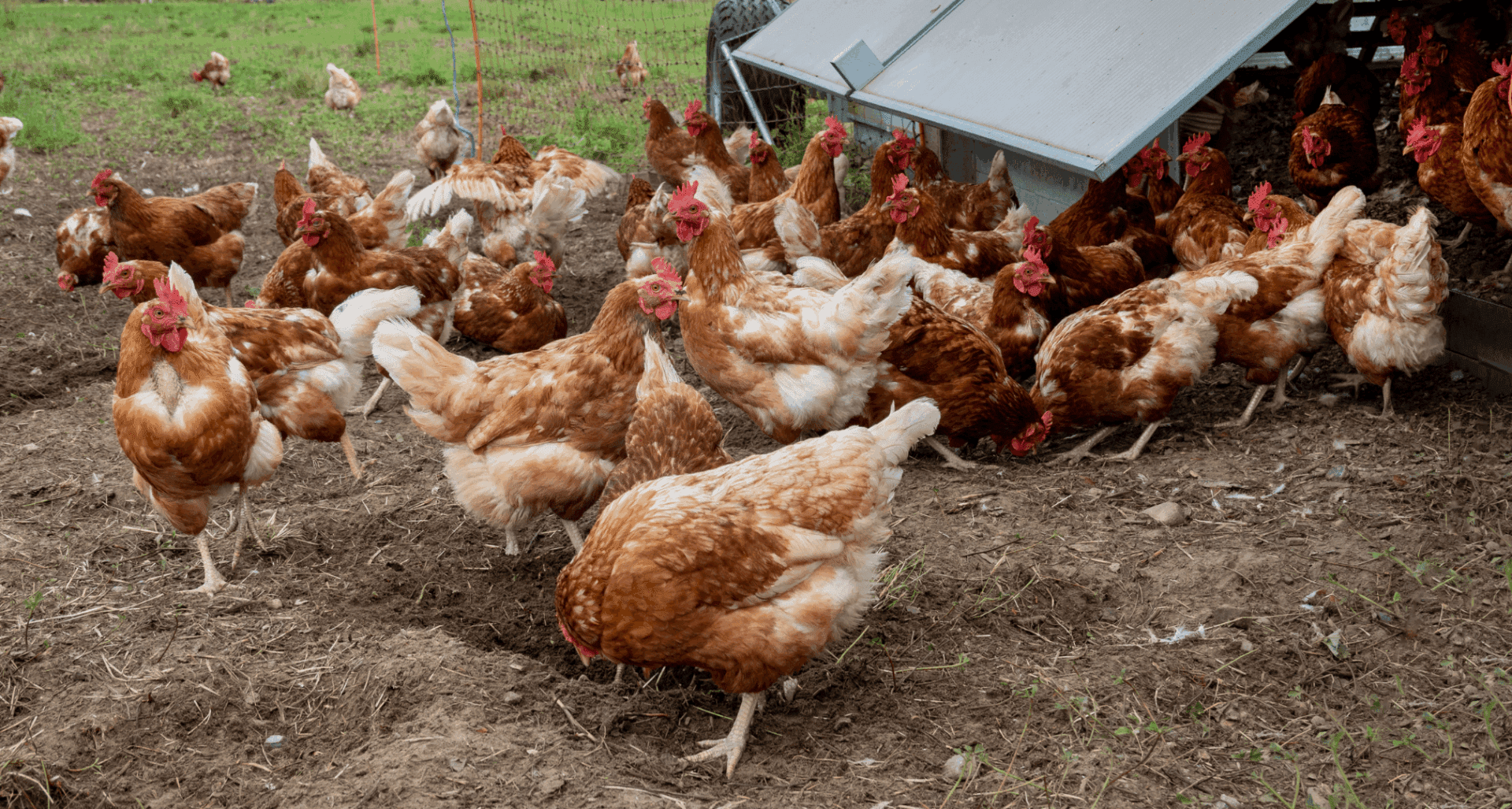 Free-range hens in a cage-free farm.