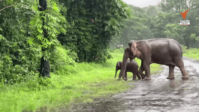 [VIDEO] Elephant Mother And Calf Rescued From Manhole Dramatically In Thailand