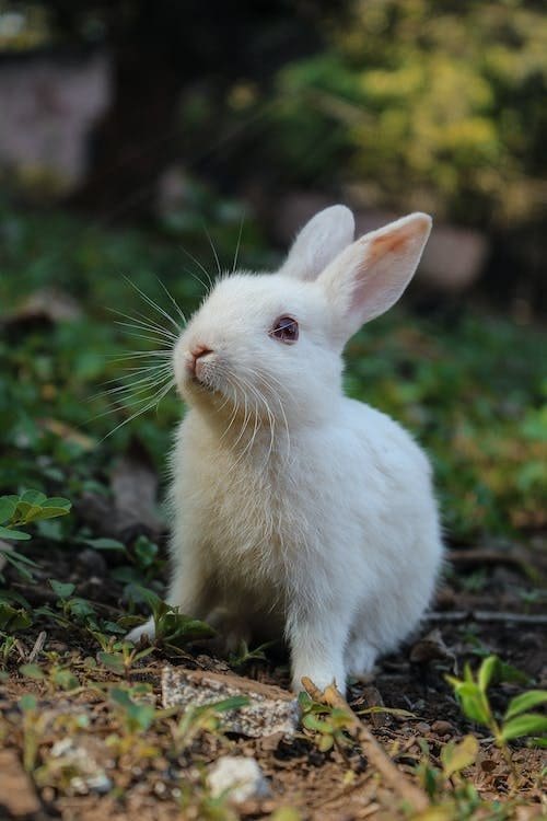 white rabbit