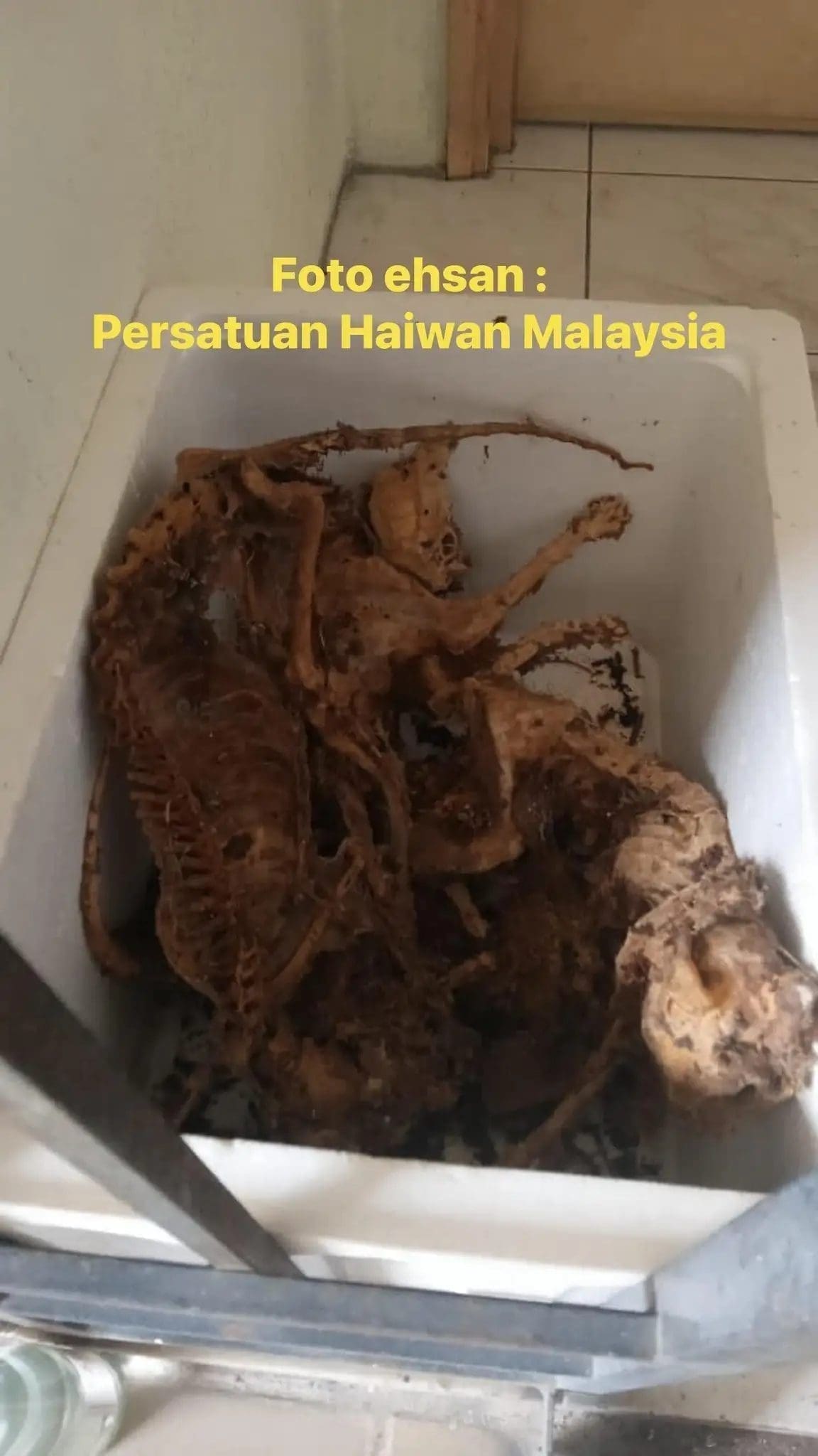 Cat carcasses at a condo unit in Cheras