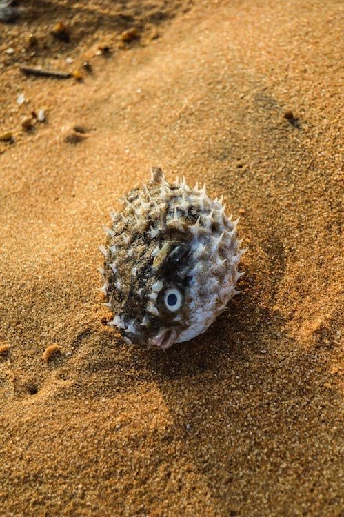 M'sian Woman Dies After Eating Puffer Fish Sold By Seller On Facebook