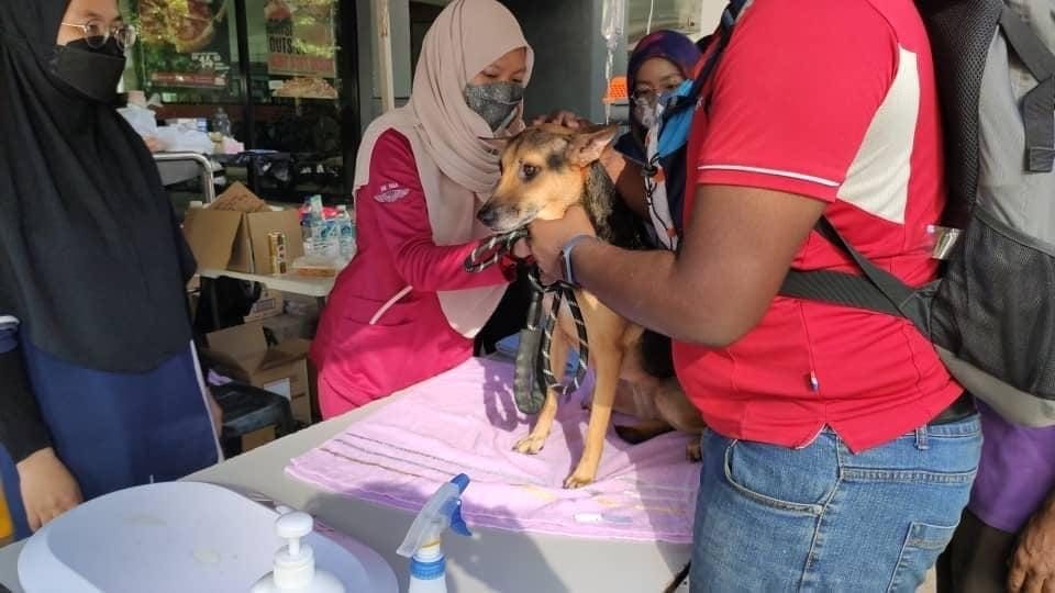 Dr Salehatul Khuzaimah treating a dog