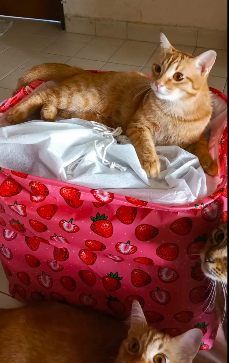 Cats Are Weird, But This Oyen’s Sitting Style Just Won the Internet