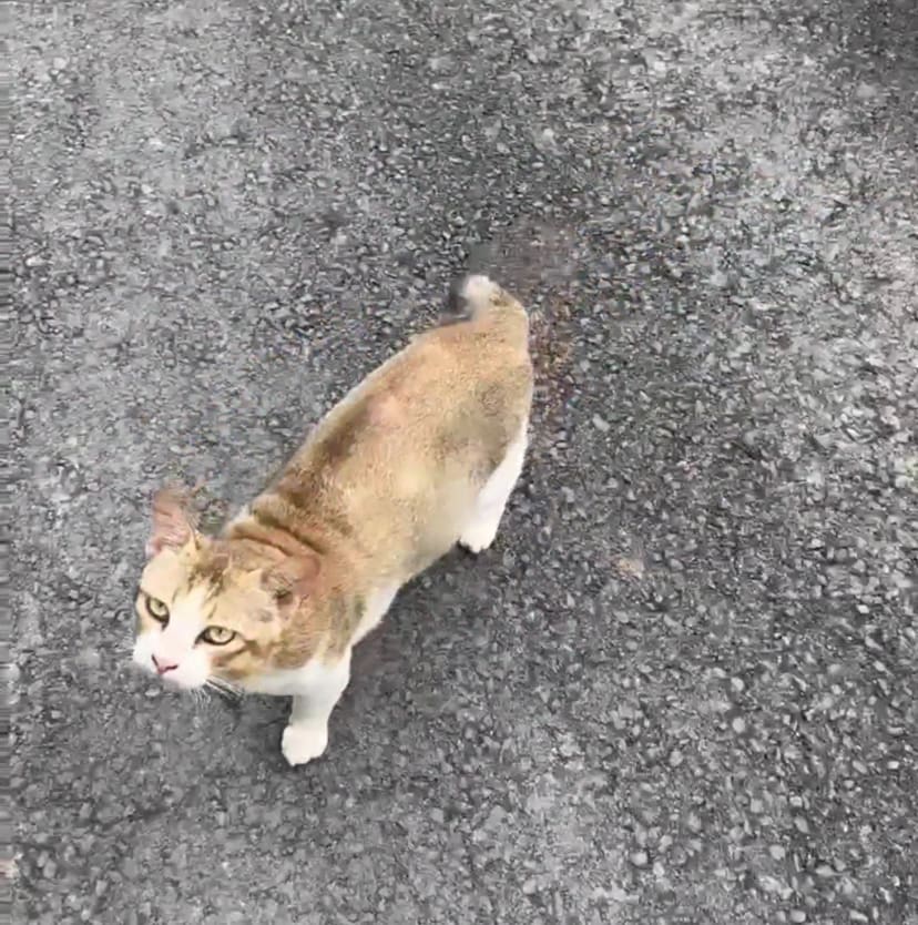 cat's gaze