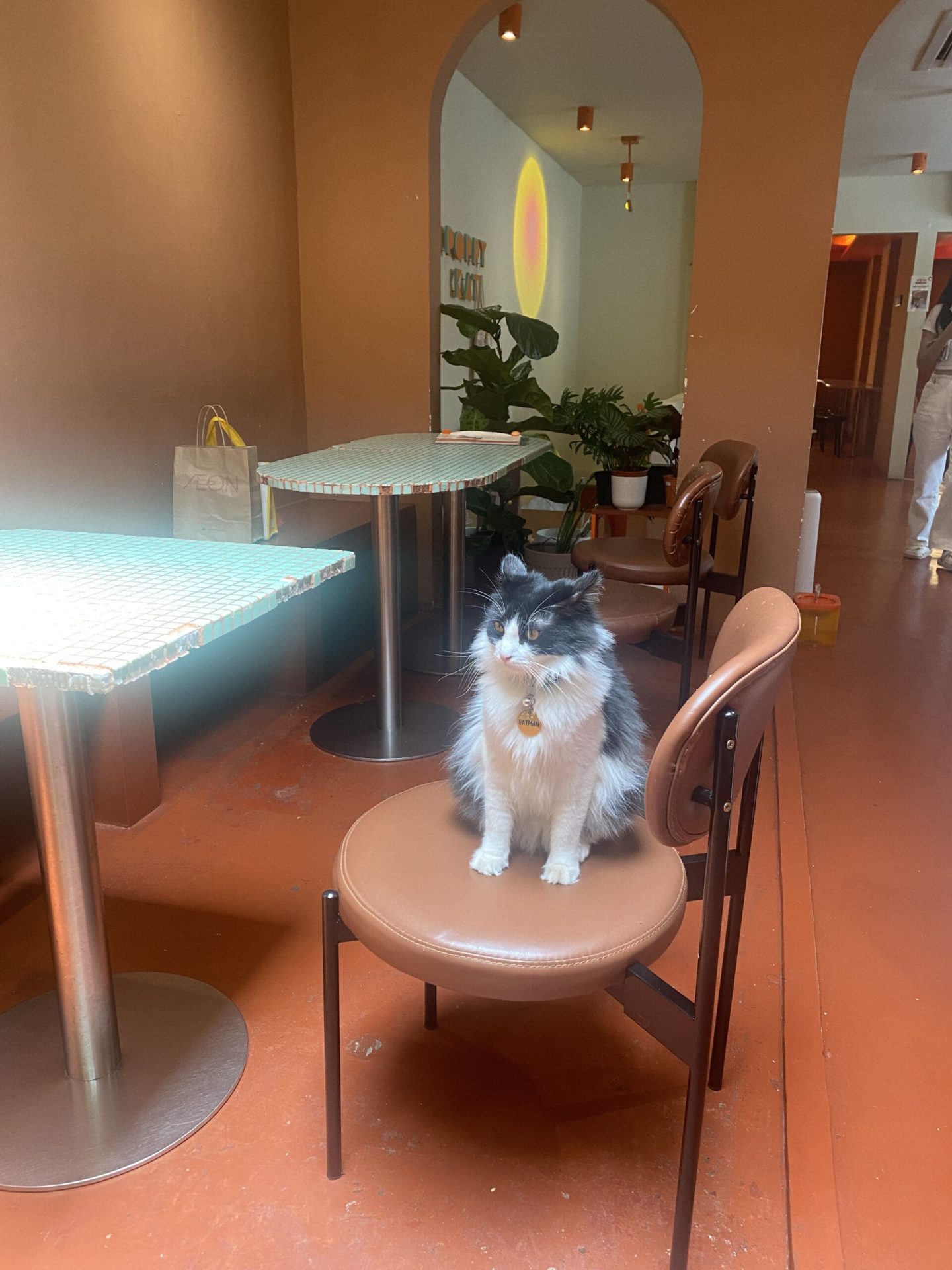 Poppy Kat Cafe and cat.