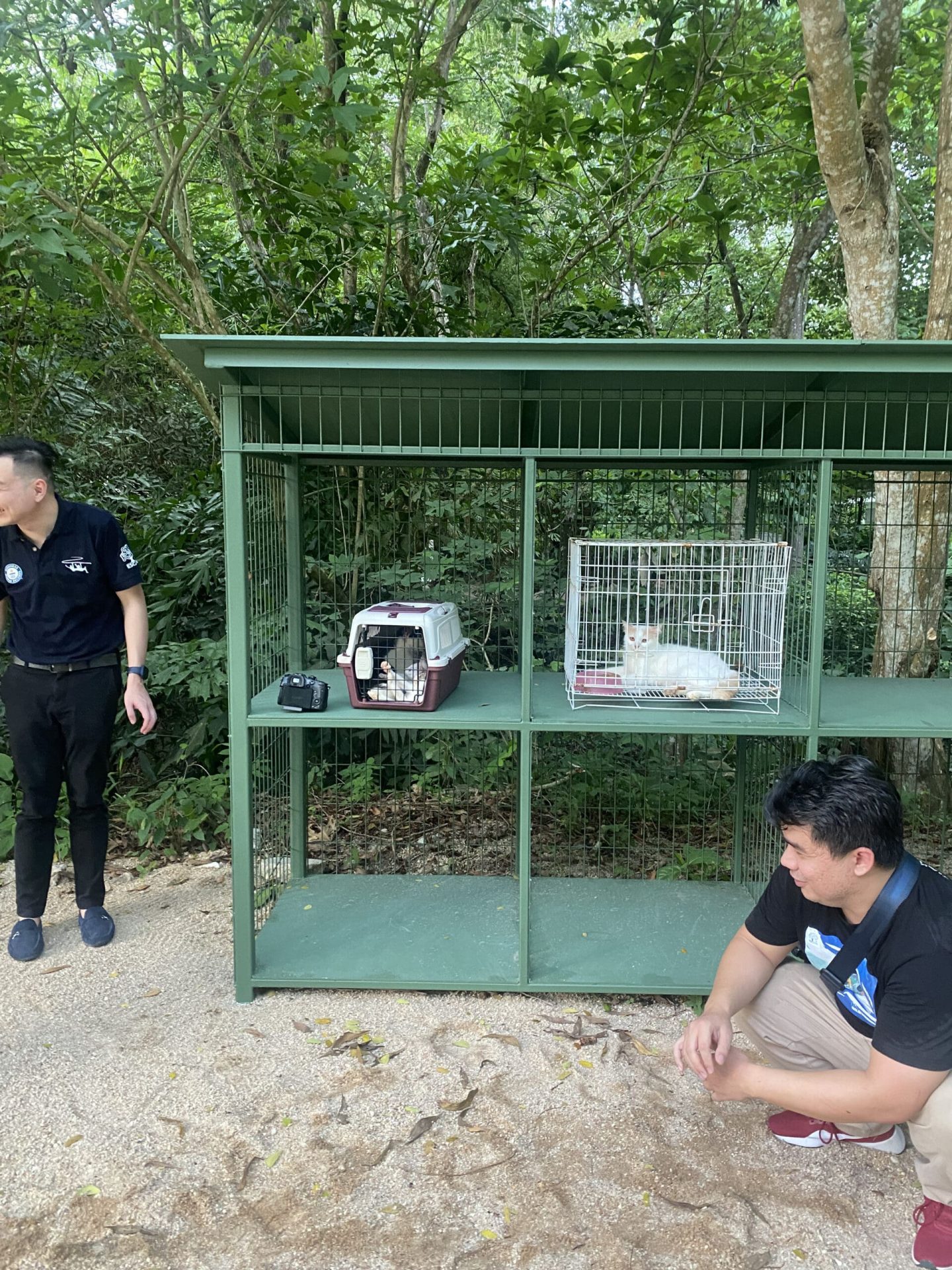 Cats at ESCAPE Penang