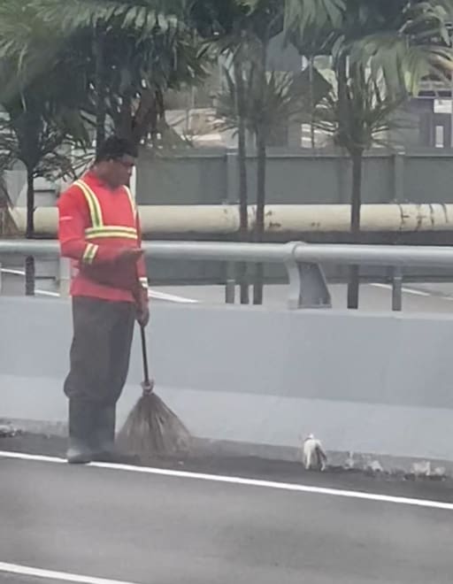 street cleaner and white cat