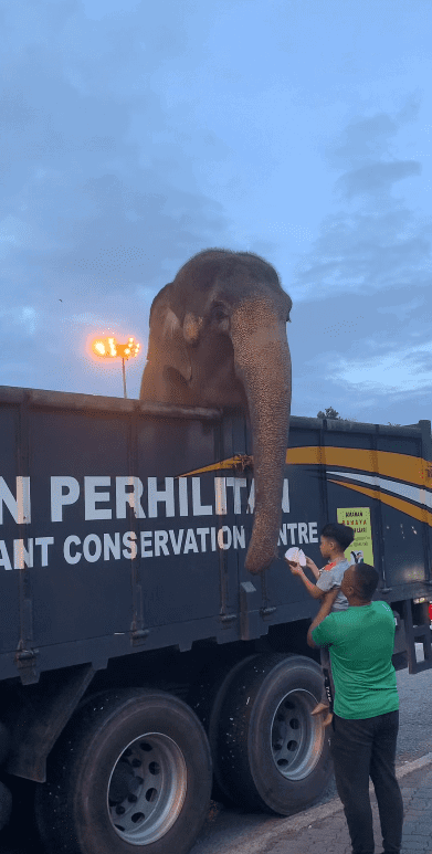 kid giving durian to an elephant