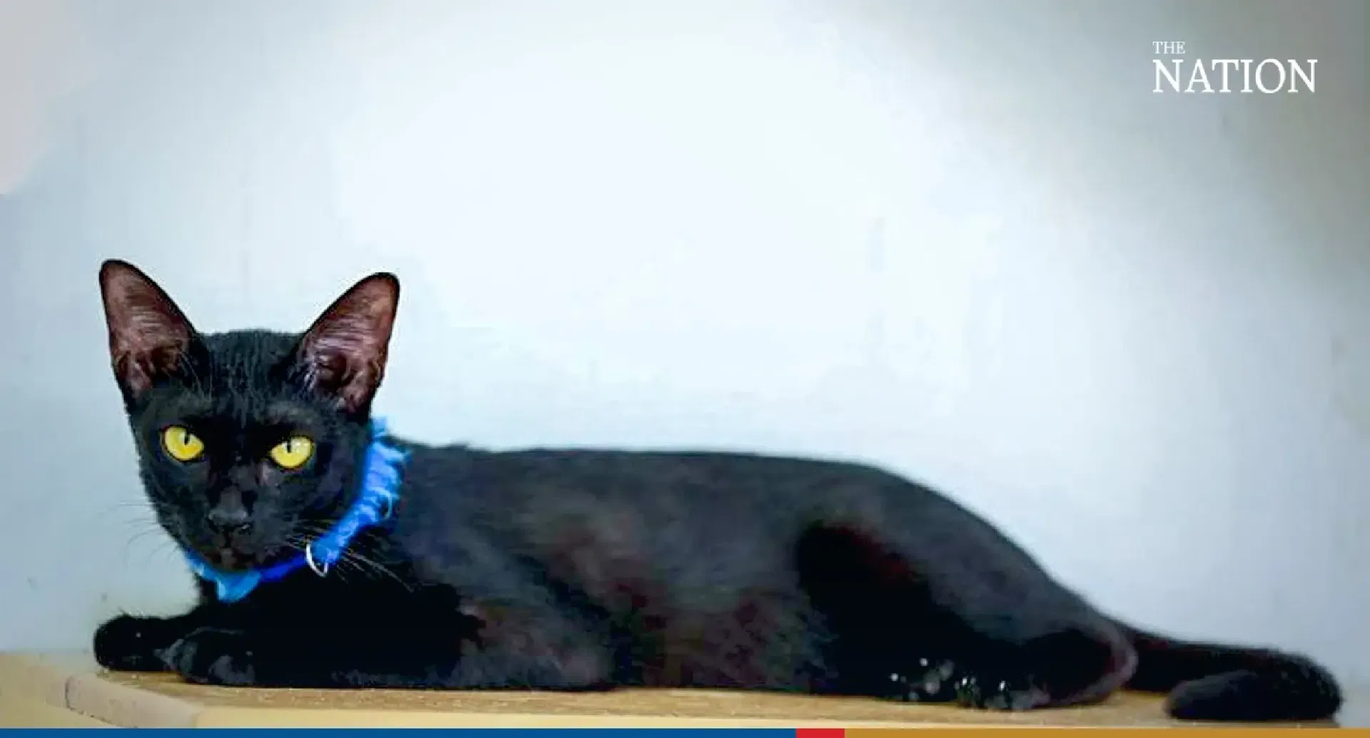 Konja (Black cat)