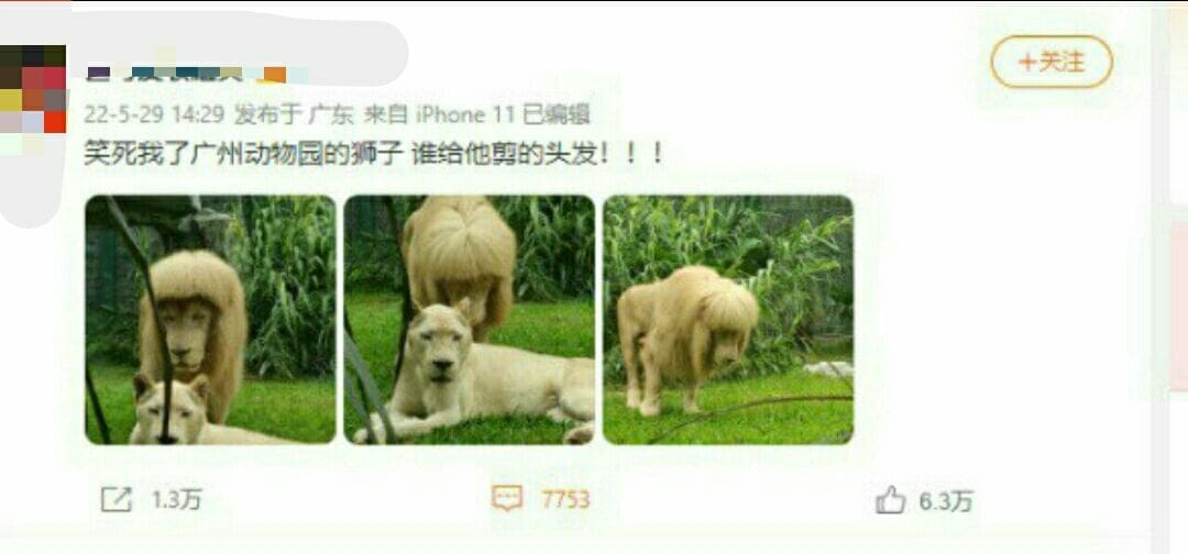 Guangzhou Zoo Denies Giving Lion Straight Fringe