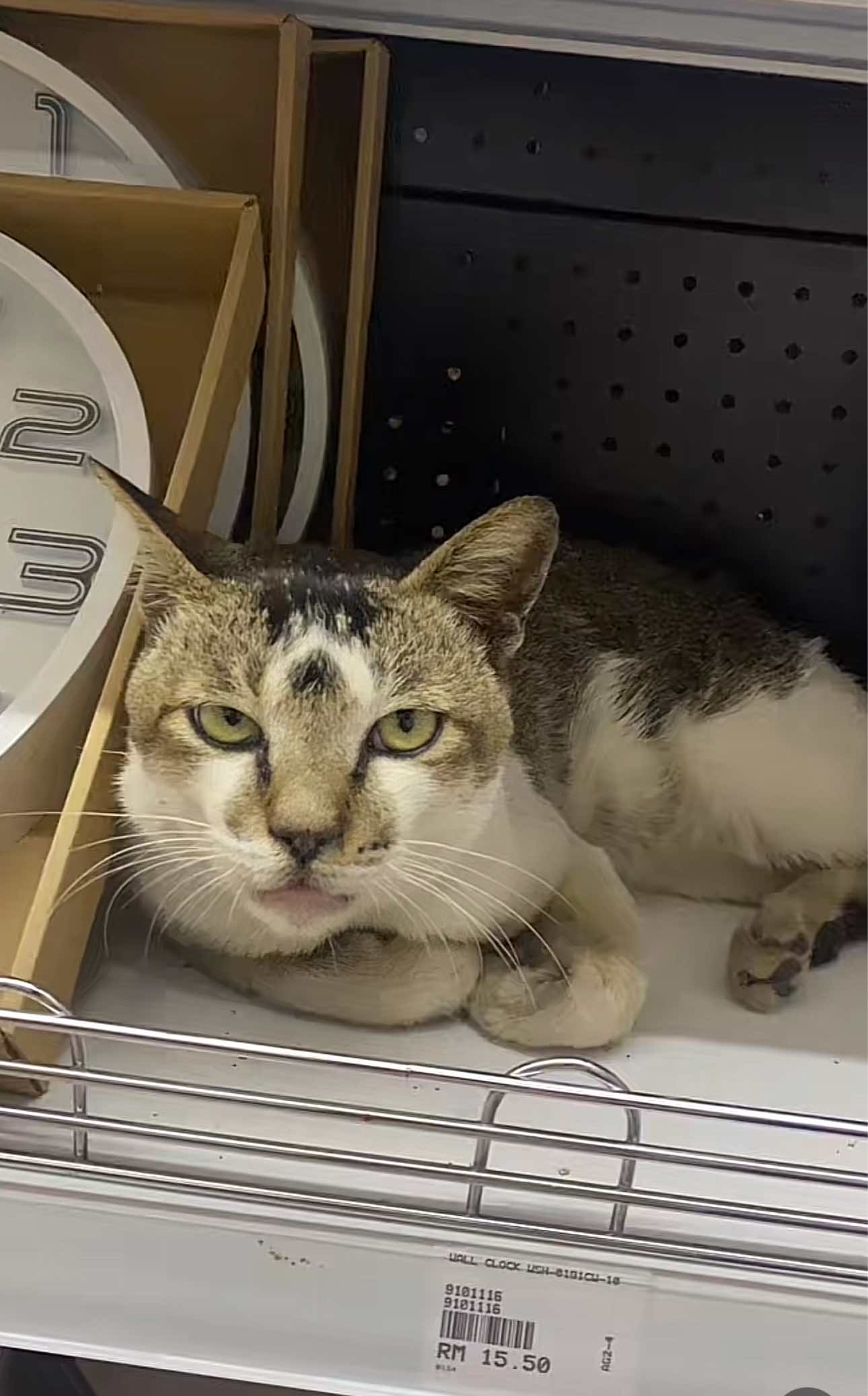 cat sleeping on shop's aisle