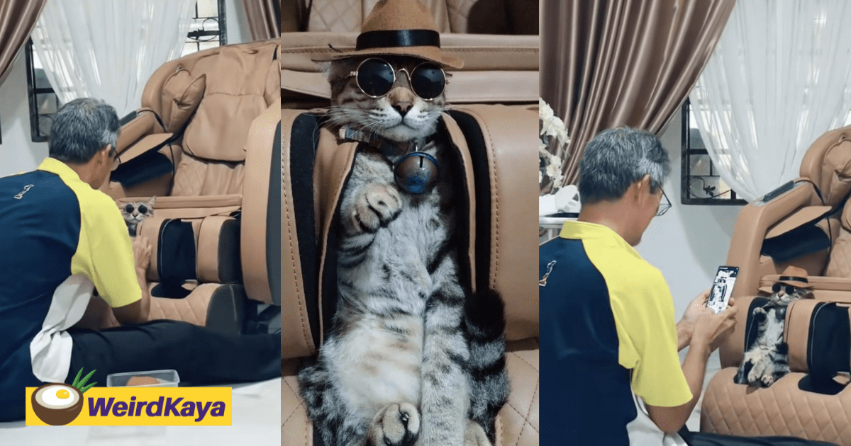 Amusing Clip Shows M'sian Man Dressing Up His Cat Like He's A Photoshoot Model