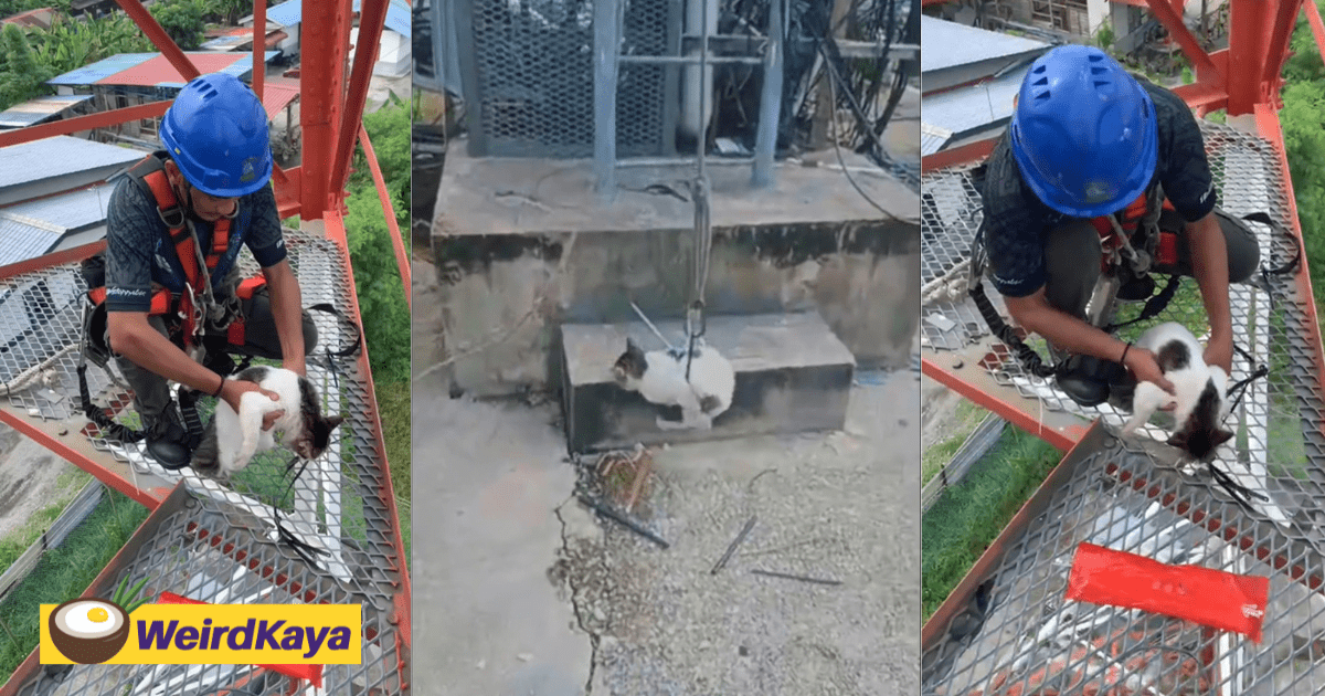 'Up There? Seriously?' - M'sian Technician Rescues Cat At The Top Of Telco Tower