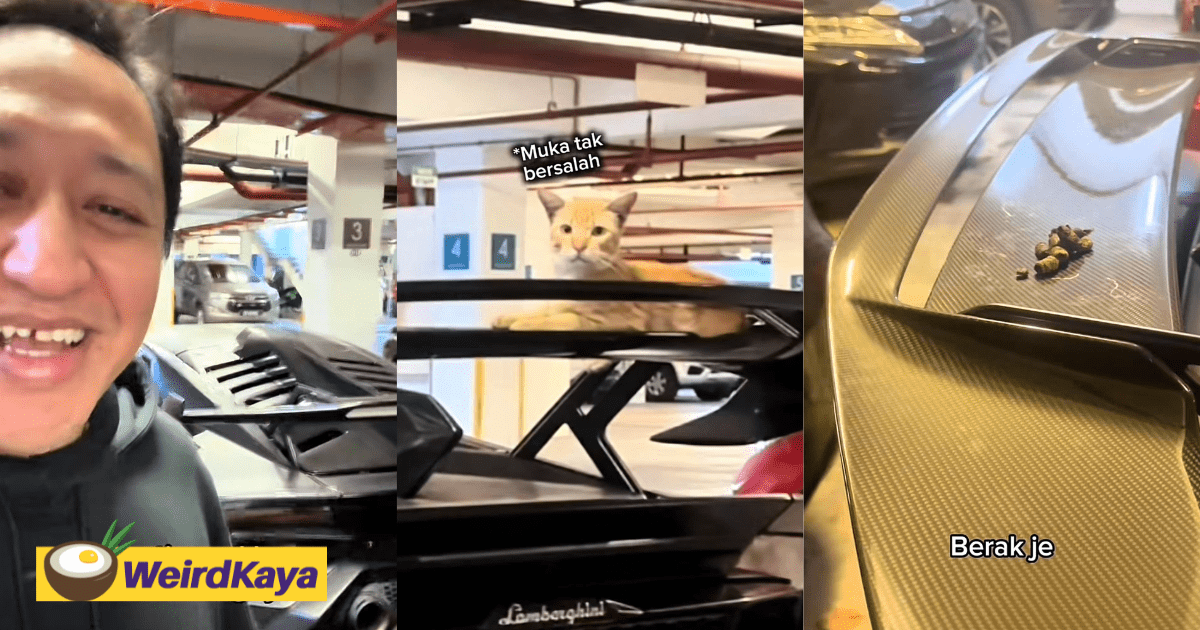 Cat Poops On M'sian Influencer's Lamborghini, Even Leaves Its Pawprints Behind