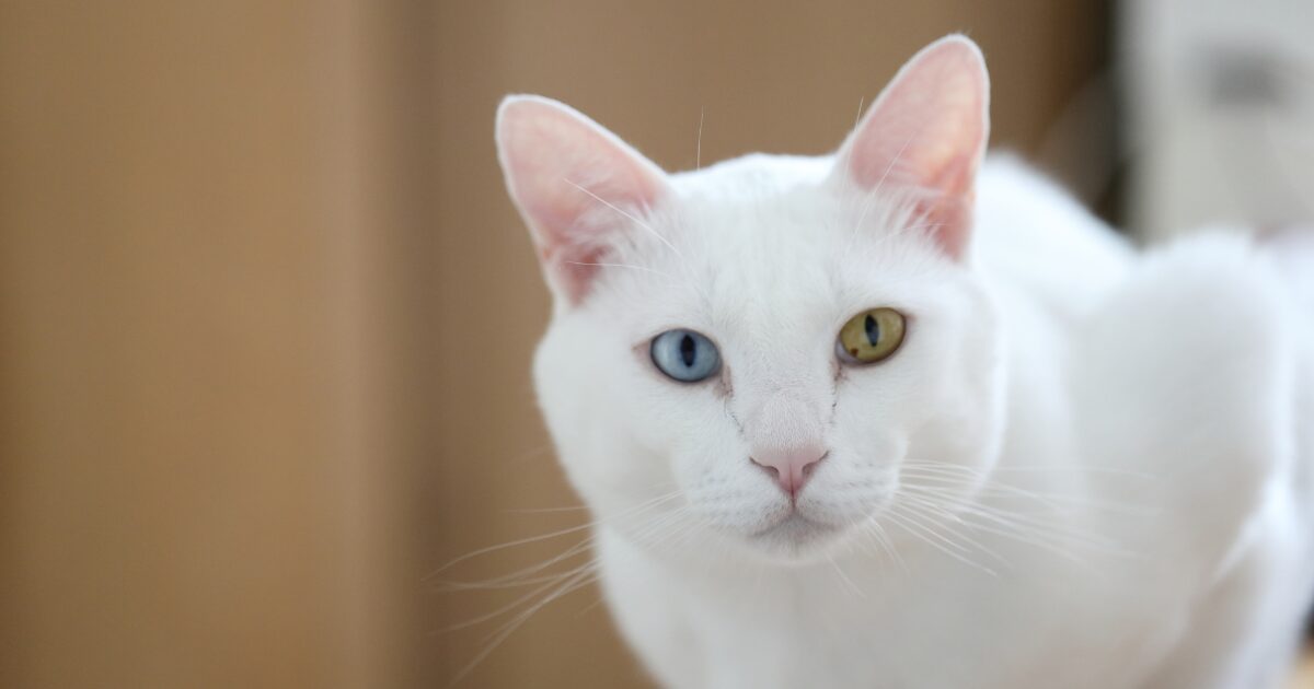 jewel cat