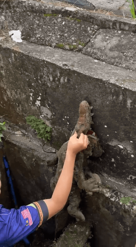 man is holding crocodile plushy