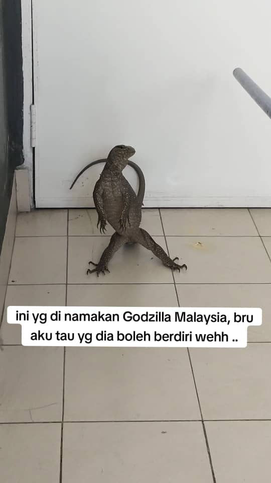 monitor lizard fighting back