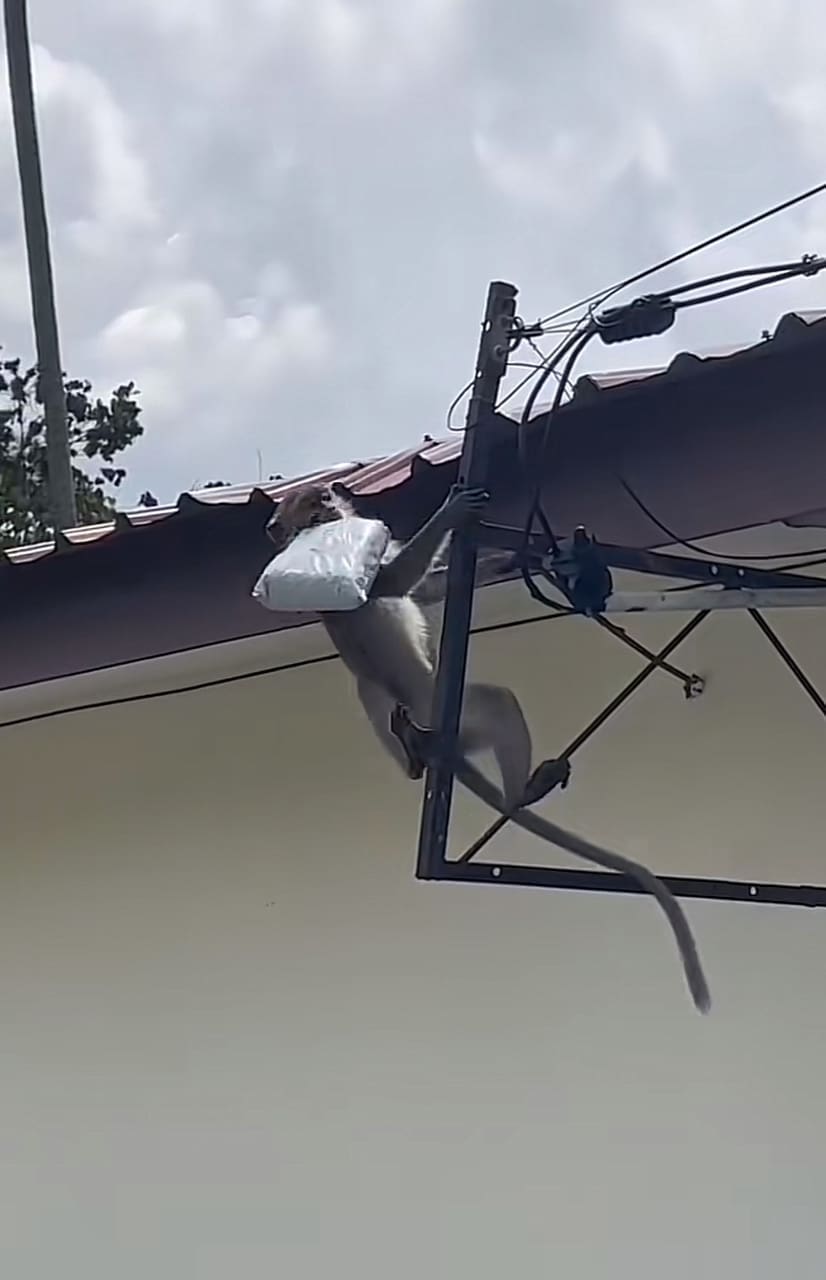 monkey climbing while having a parcel in it's mouth