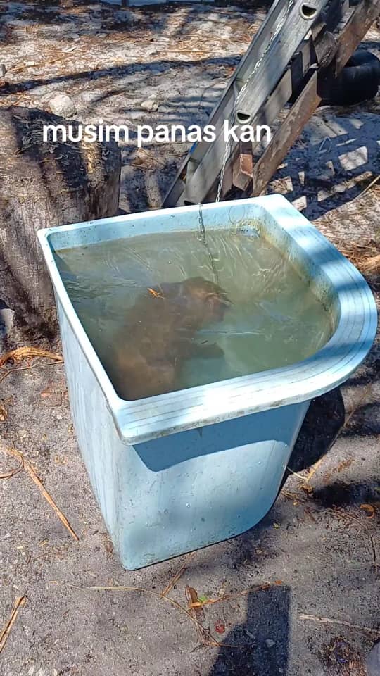 monkey inside tub filled with water