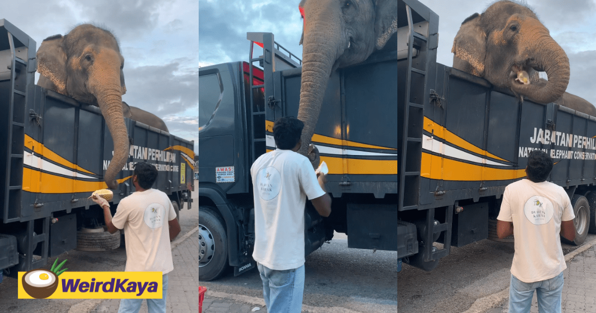 M'sian Amazed To See 2 Elephants Casually Eating Durians Along With Its Shell