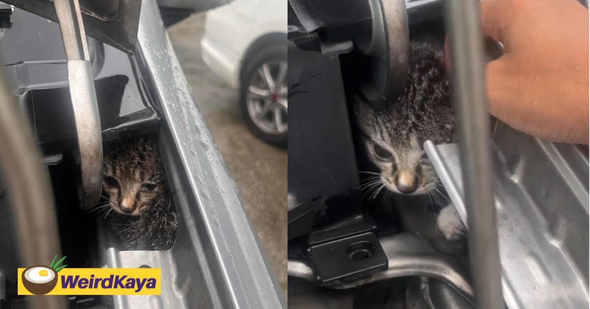 M’sian Driver Shocked To Find Kitten Hiding In Car Engine, Urges Others To Be Careful Of Strays During Rainy Weather