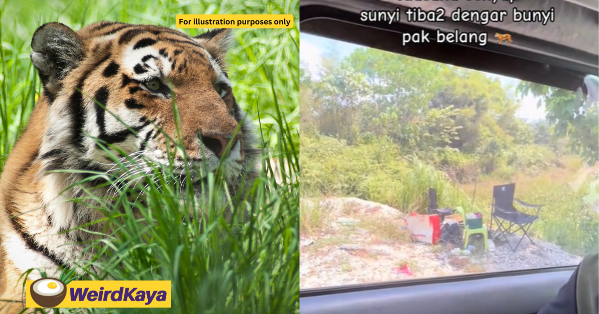 M’sian Family Hears Tiger Growl While Picnicking, Hides Inside Car For 2 Hours