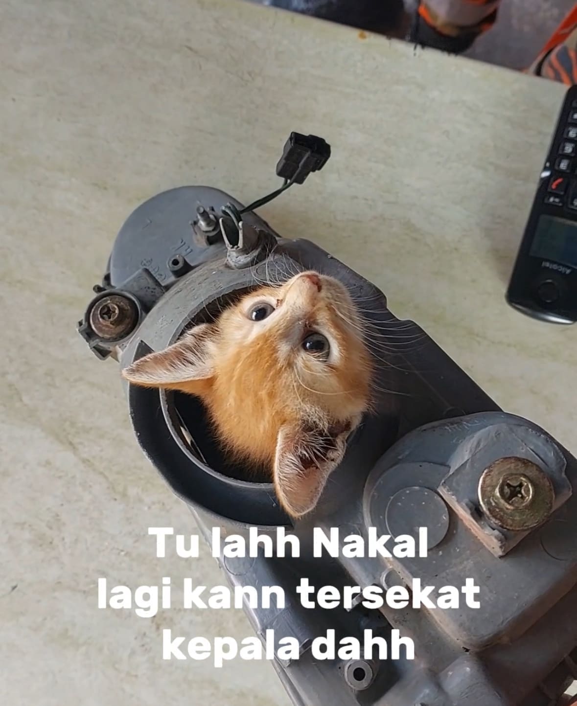 M’sian Firefighters Rescue Oyen With Head Stuck In Metal Ring & It Looks Completely Unbothered