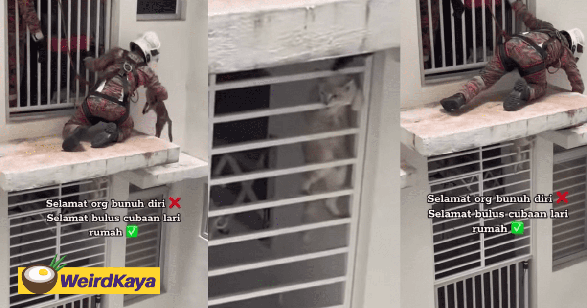M'sian Firefighters Save 3 Mischievous Cats That Tried to Run Away from Home At A High-Rise Building