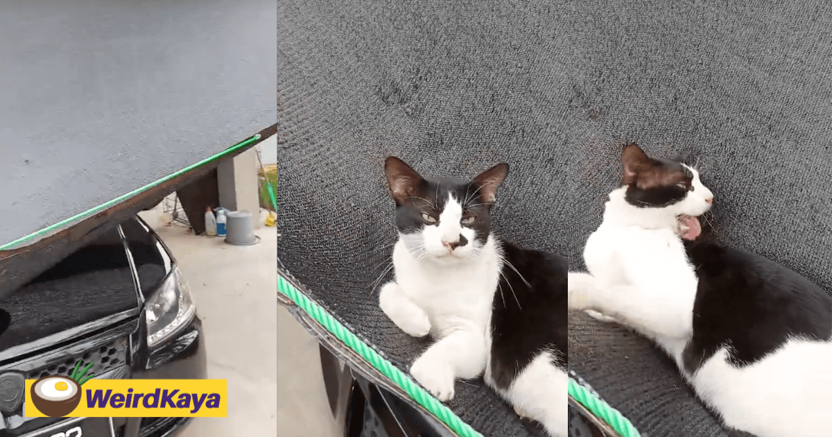 M’sian Installs Sunroof For Car, But Cat Turns It Into Hammock For Sunbathing