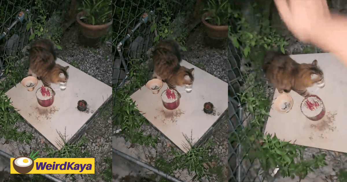 M'sian Man Hilariously Fails To Stop Cat From Drinking Neighbour’s Shrine Prayer Water