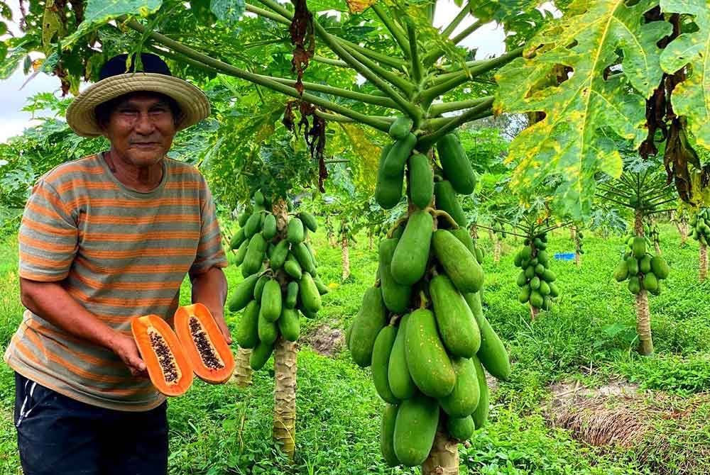 msian man showing papaya food