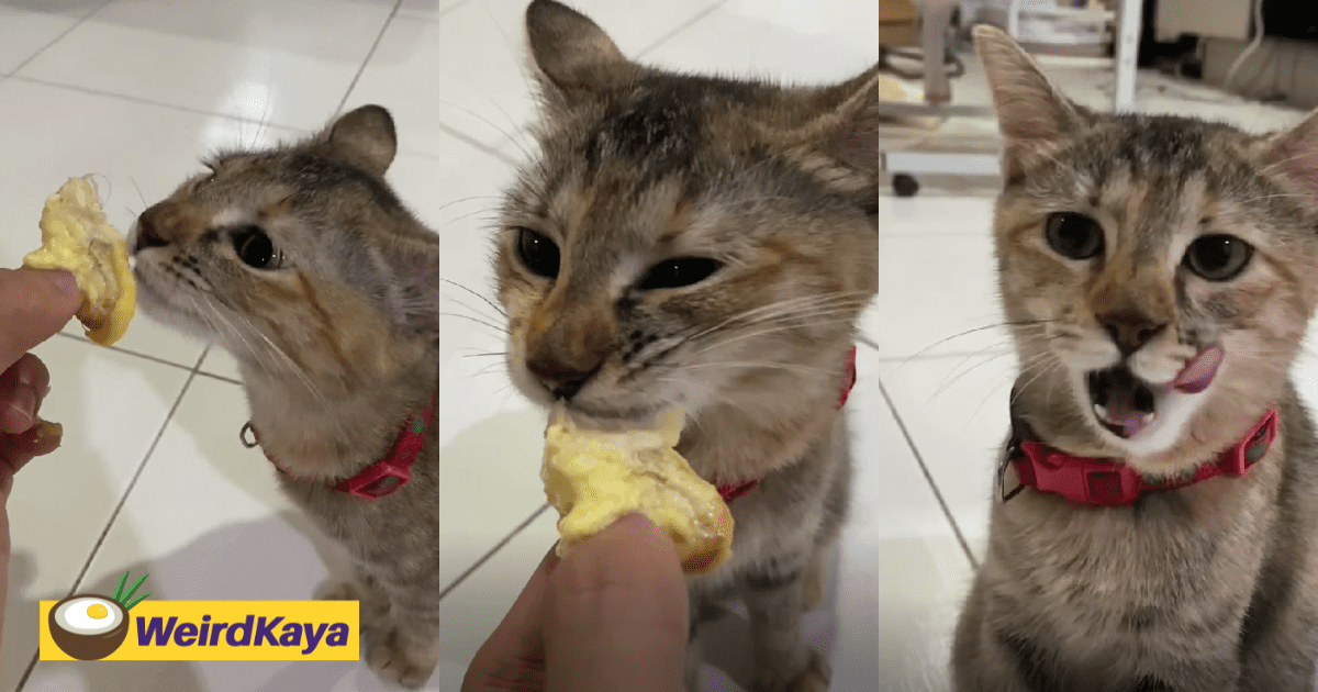 M'sian Owns A Cat That Absolutely Loves Durians & Would Ask For A Taste Every Time