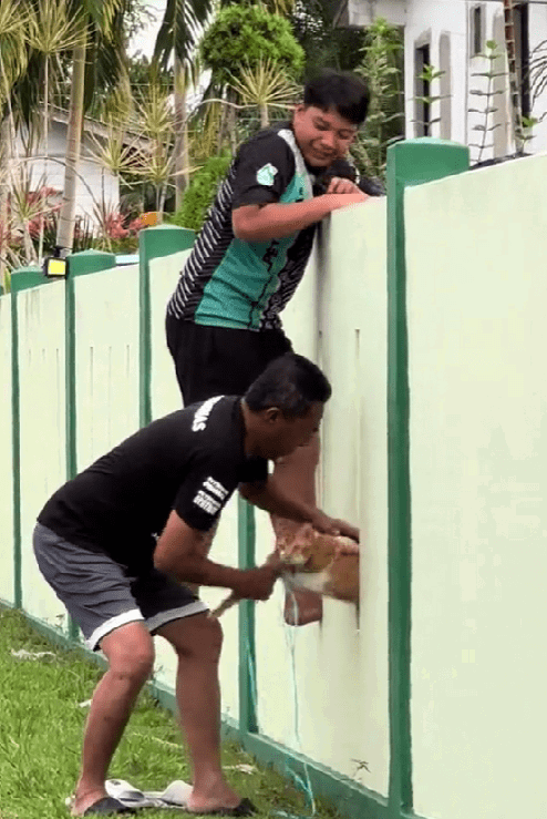 msian pulling cat from teh wall's hole