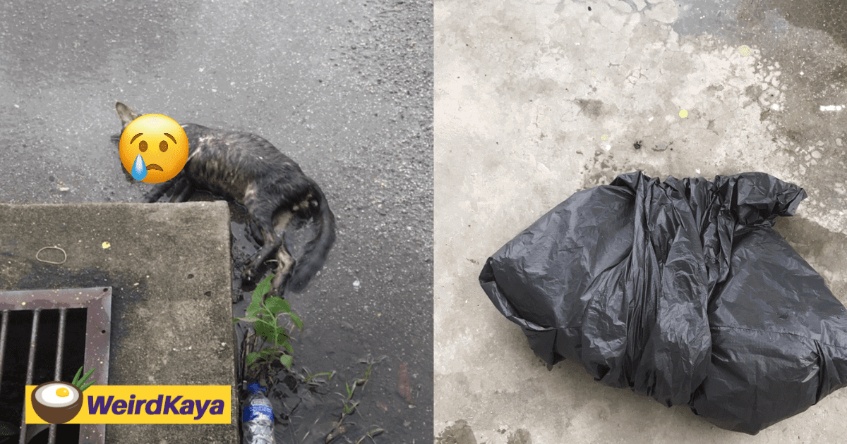 M’sian Woman Finds Blind Stray Cat Dead By The Road Side, Carries Body Home To Bury It