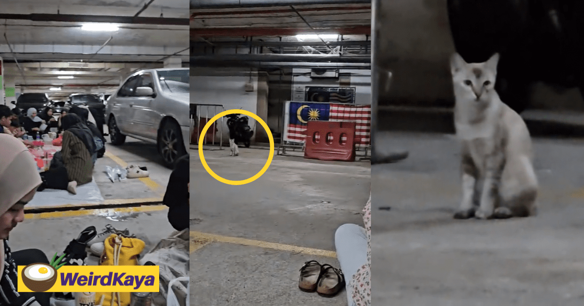 M'sians Break Fast in Parking Lot Due To Heavy Rain, Confused Cat Caught Staring